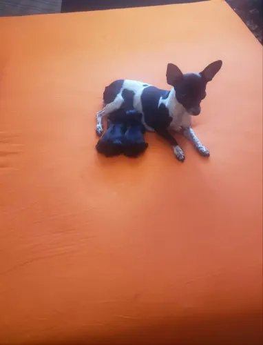 Filhotinhos de pinscher zerinho