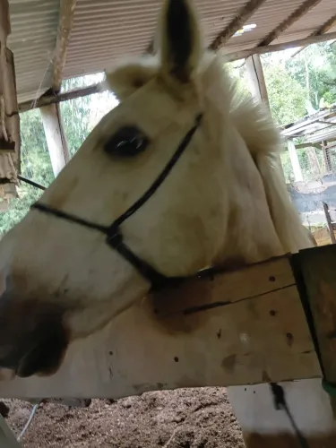 Cavalo mangalarga marchador marcha picada 
