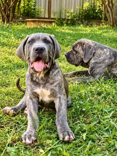 Filhote de Cane Corso