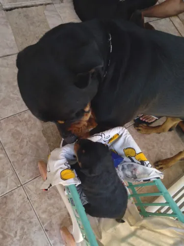 Filhote de Rottweiler Macho