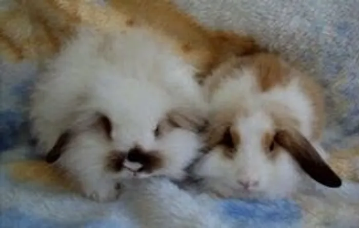 mini coelho -  venda e locação para pascoa 