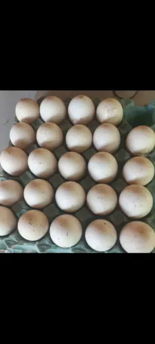 Ovos galados de peru.