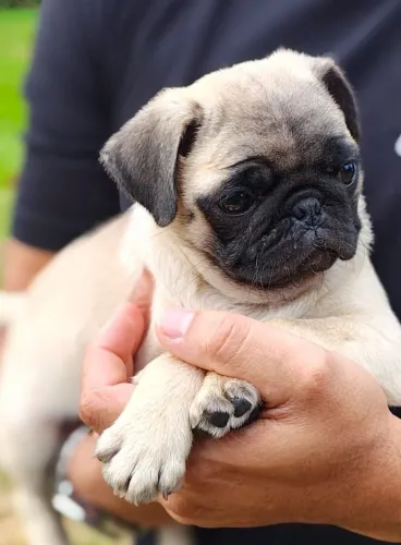 Pug mini filhotes fêmea e machinho pronta entrega em Sorocaba!!!!!