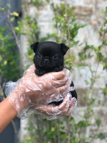 Chihuahua fêmea na cor preta pelagem longa com 49 dias vacinada e com pedigree -Alberto