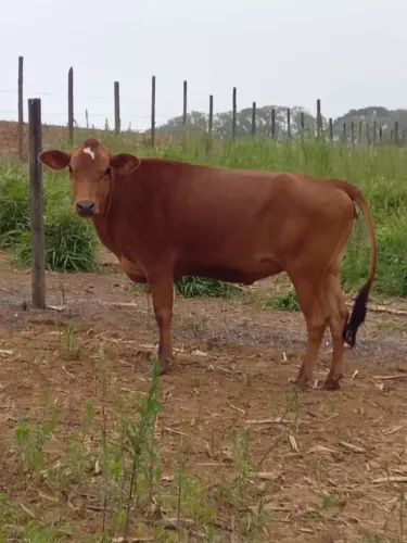 Vende-se vaca prenha de 5 mês no valor 3 mil