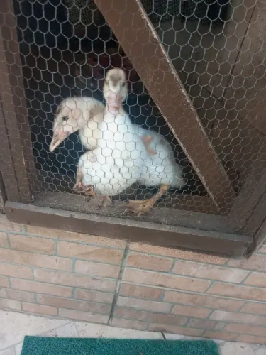 Vendo casal de patinhos