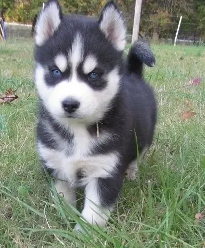 Filhotes de Husky Siberiano 