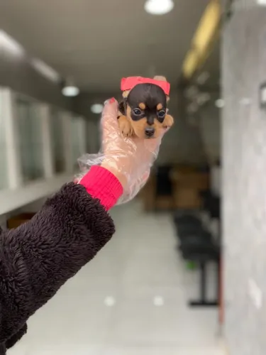 Pinscher 0 - Filhotinha pretinha com canela, 56 dias, bem pequena - Dani