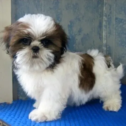 Filhotes de shihtzu - saudáveis e bem cuidados