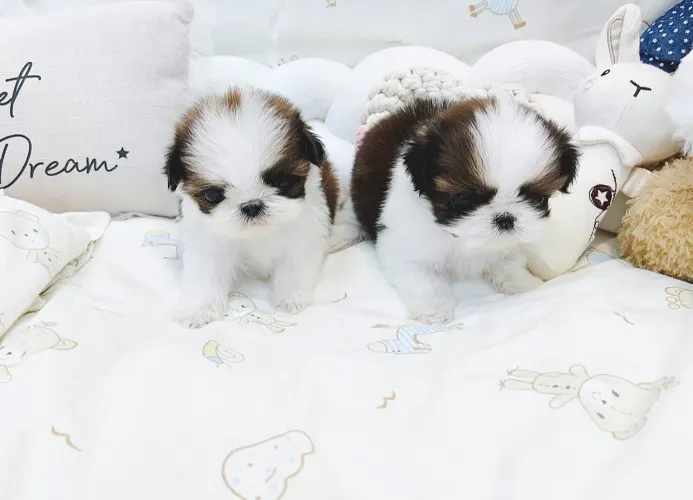 Shih tzu Mini