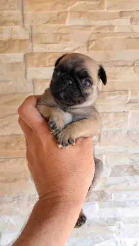 Pug