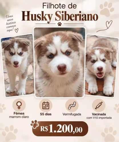 Filhote de husky siberiano