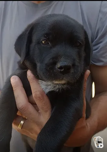 Filhote Macho de Labrador com Pastor/Akita
