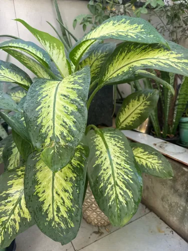 Plantas folhagem