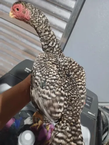 Bico curto 