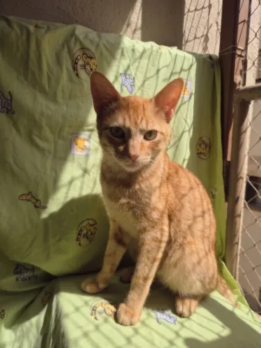 Adoção de gatinhos