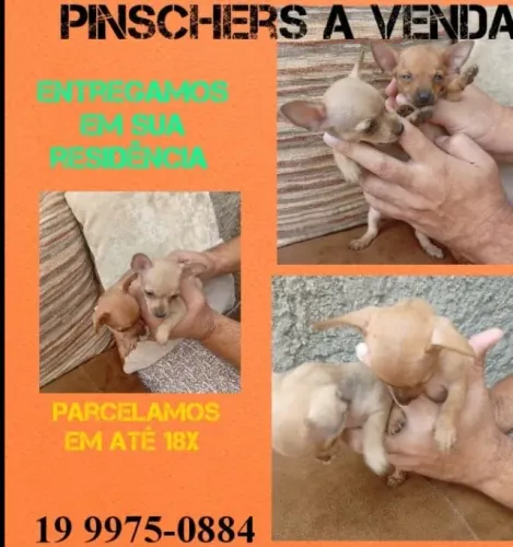 Filhote de Pinscher mini comendo ração e independente