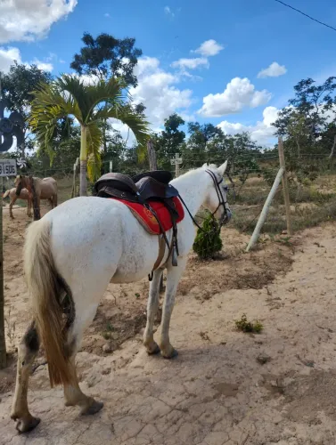 Cavalo marcha batida 