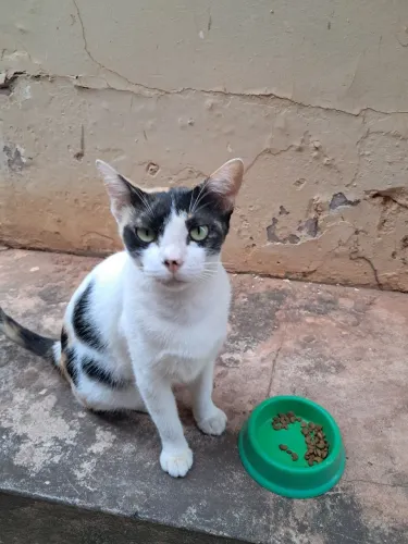 Gatinha CASTRADA disponível para adoção