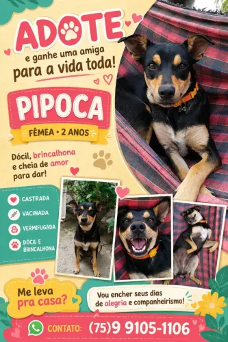 Fêmea disponível para adoção