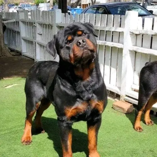 Rottweiler de luxo parcela até 18x pedigree todos