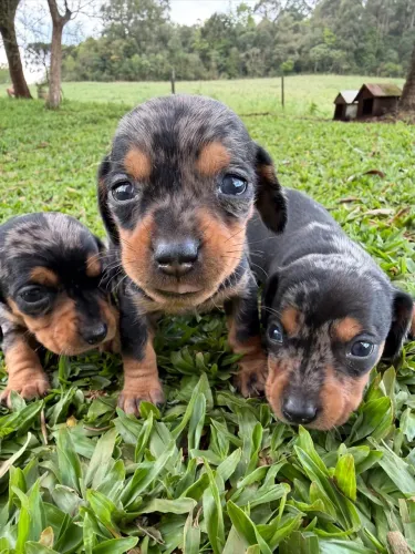 filhotinhos dachshund basset