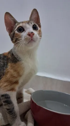 Gatinha fêmea paga adoção responsável