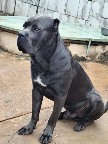 Vendo filhotes de cane corso