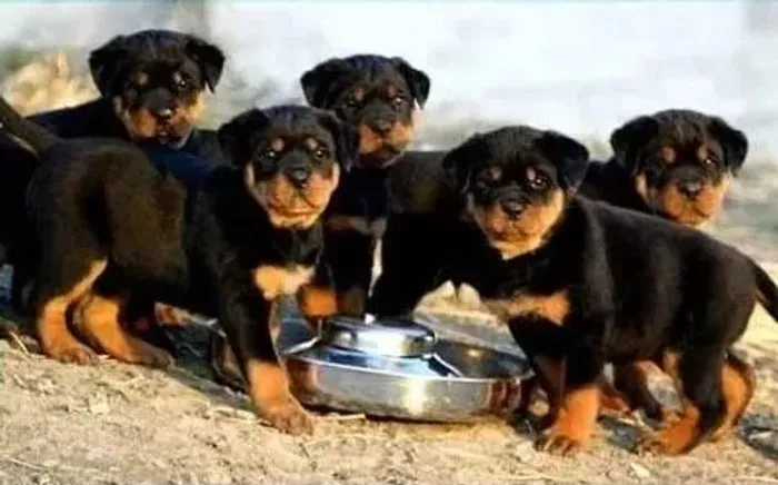 Rottweiler Um filhote pronto para começar uma nova jornada