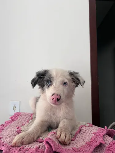 FILHOTES DE BORDER COLLIE PURO