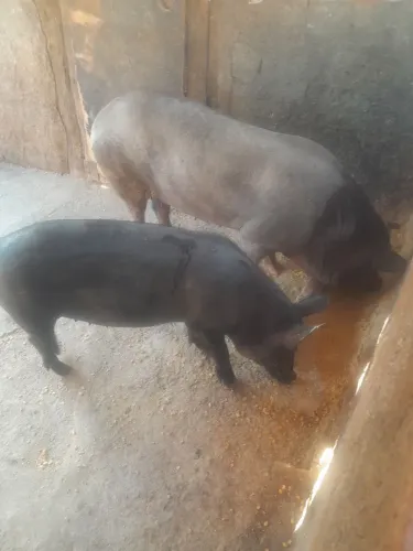 Vendo leitoas