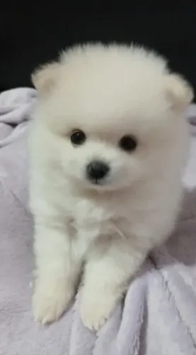 Spitz Alemão 