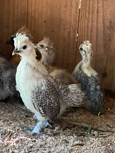 Pintinhos de galinha sedosa