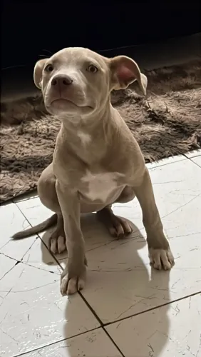 PITBULL A VENDA!!
