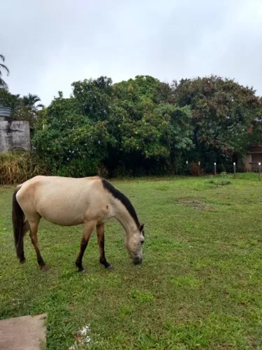 Égua boa de sela