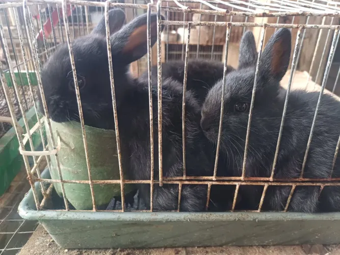 Coelhos