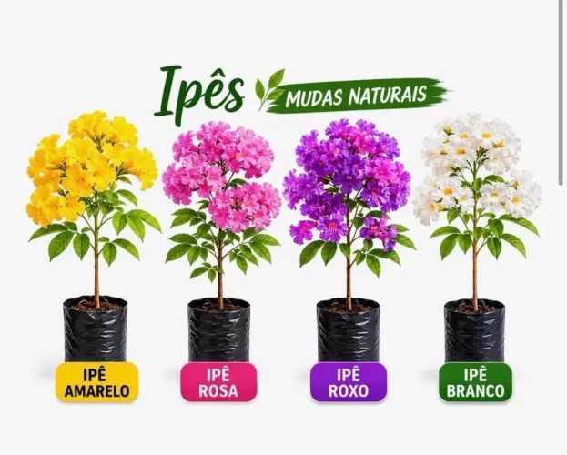  Mudas de Ipê - Branco, Amarelo Mini, Amarelo Grande, Rosa e Rosa Pompom 