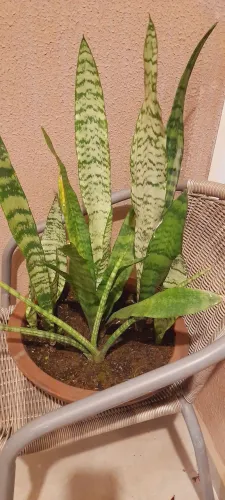 Doa-se plantas com vasos