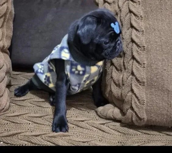 Pug pai e mae com pedegree