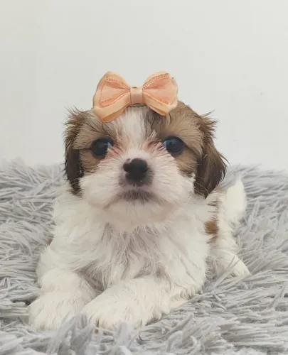 Shih Tzu - Filhote pequeno e saudável.