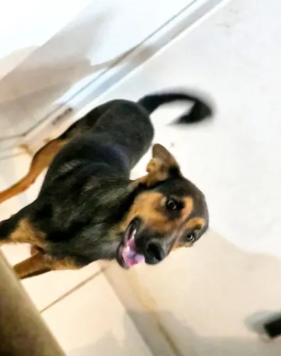 Doação responsável | Pet femia, apenas 10meses