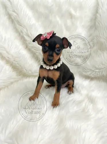 Pinscher menor tamanho parcelamos