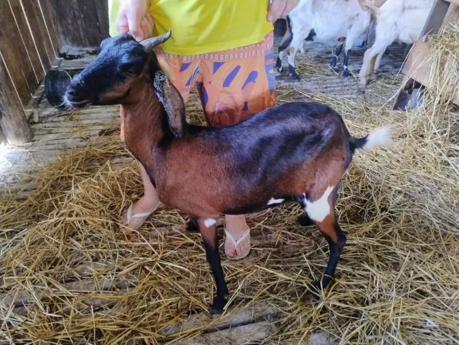 Cabras e Cabritas