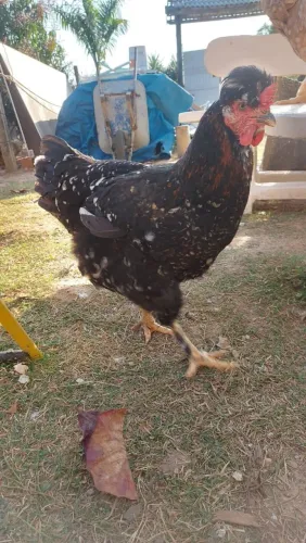 Galinha caipira sertaneja balão 