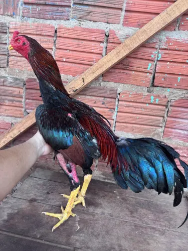 Frango indiano 