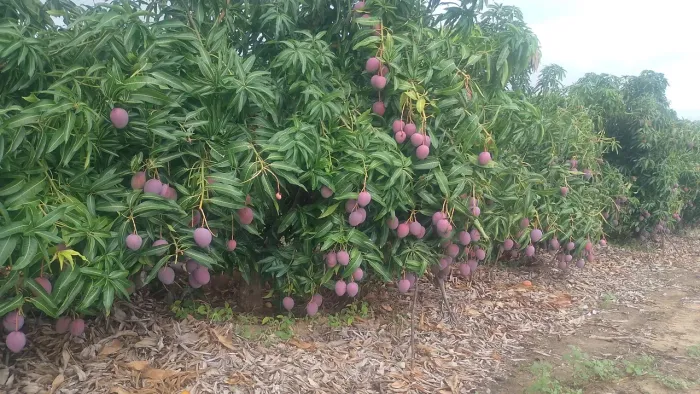 Roça/fazenda/lote no Projeto Bebedouro 