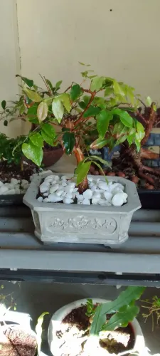 Bonsai jaboticaba 5 anos