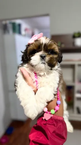 Lindas filhotes fêmeas de shih tzu já vacinadas