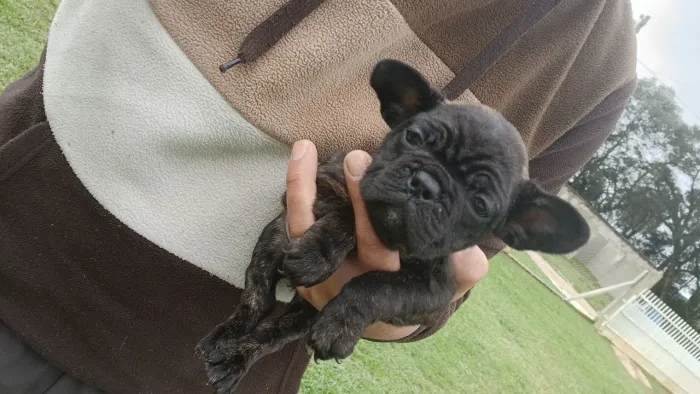 Femea buldog