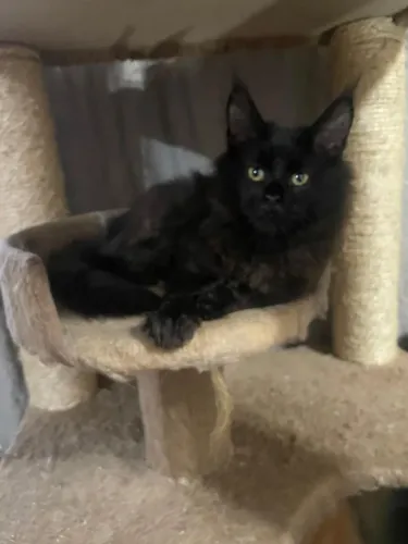 Maine Coon